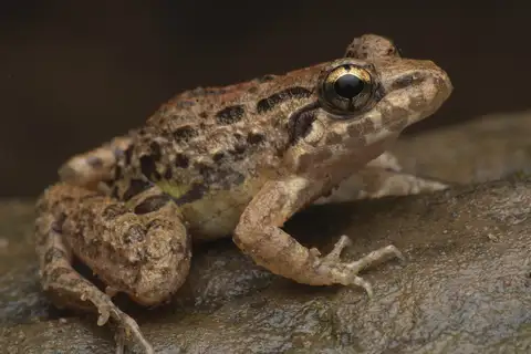 Hill Cricket Frog