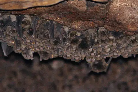 Little Bent-winged Bat