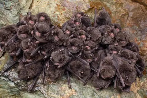 Eastern Bent-winged Bat