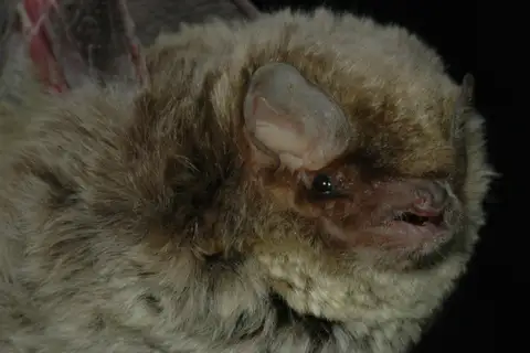 Maghrebian Bent-wing Bat