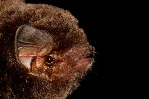 Natal Long-fingered Bat