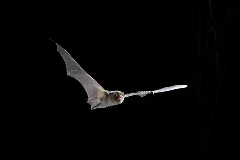 Australasian Bent-winged Bat