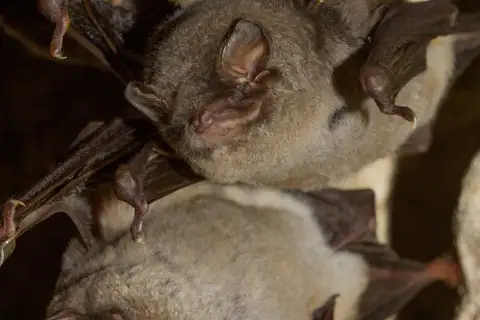 Schreibers' Long-fingered Bat