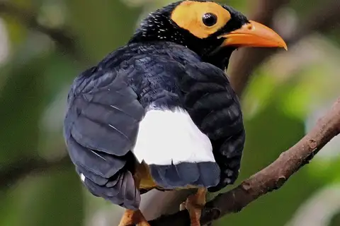 Yellow-faced Myna