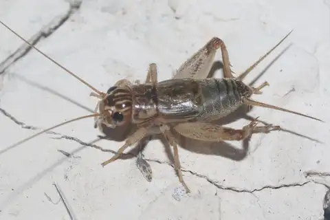 Western Striped Cricket
