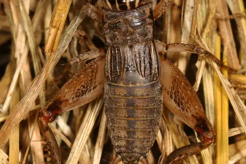 Eastern Striped Cricket