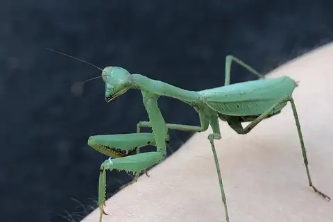 South African Mantis