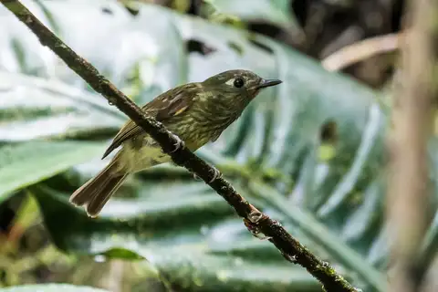 Olive-striped Flycatcher