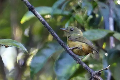 McConnell's Flycatcher