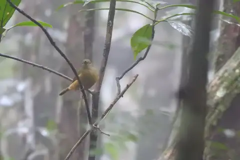 Sierra de Lema Flycatcher