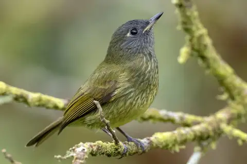 Streak-necked Flycatcher