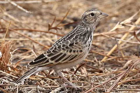 White-tailed Lark