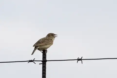 Melodious Lark