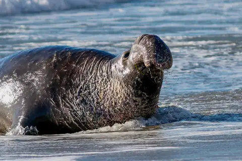 Northern Elephant Seal
