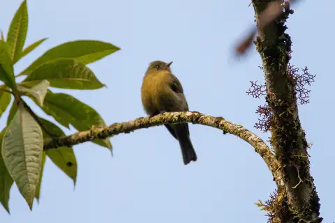 Olive Tufted Flycatcher