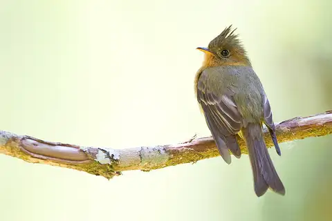 Northern Tufted Flycatcher