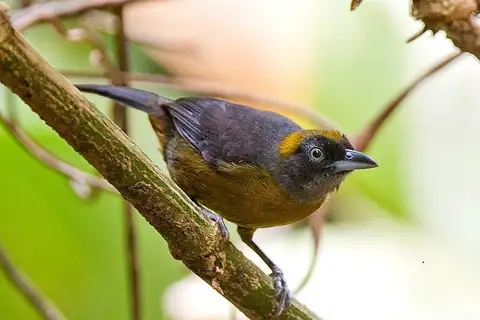 Dusky-faced Tanager