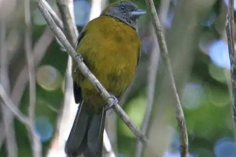 Olive-backed Tanager