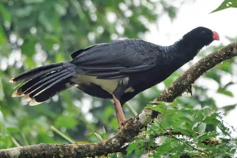 Salvin's Curassow