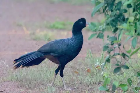 Crestless Curassow