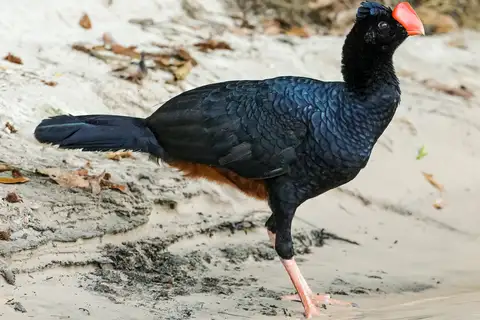 Razor-billed Curassow