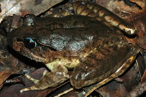Northern Stuttering Barred Frog