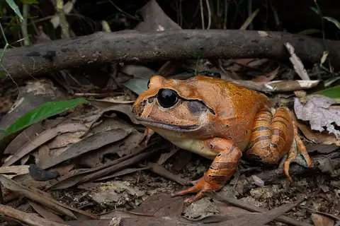 Mottled Barred Frog