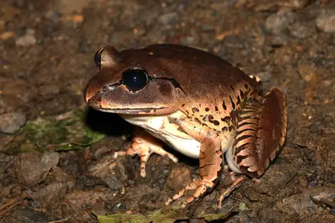 Great Barred Frog