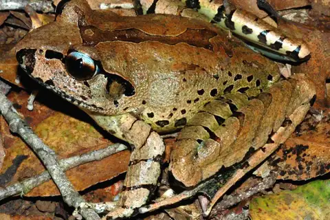 Fleay's Barred Frog