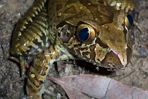 Giant Barred Frog