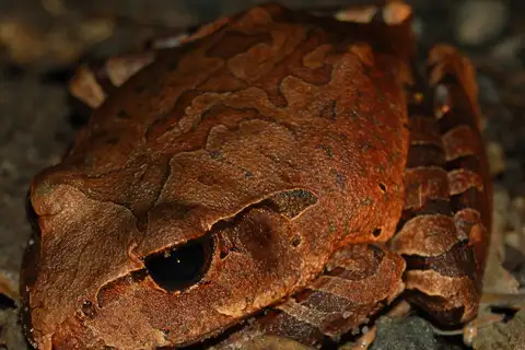 Northern Barred Frog