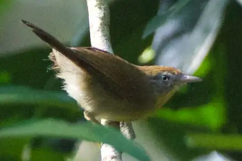 Grey-cheeked Tit-Babbler