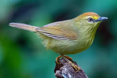 Pin-striped Tit-Babbler