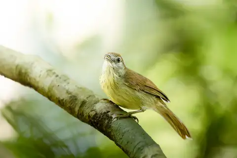 Grey-faced Tit-Babbler