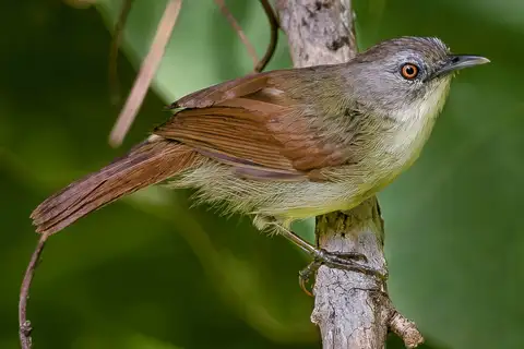 Kangean Tit-Babbler