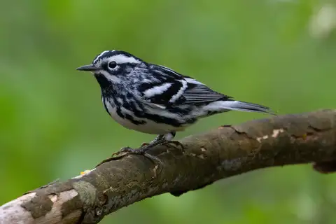 Black-and-white Warbler