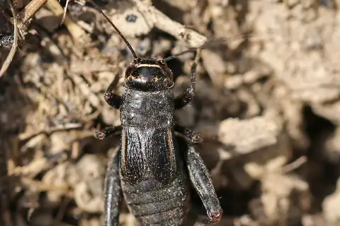 Eastern Stripe-headed Cricket