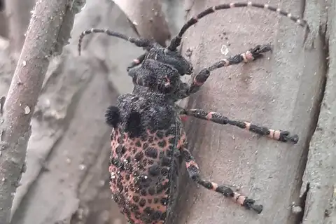 Oak Longicorn Beetle