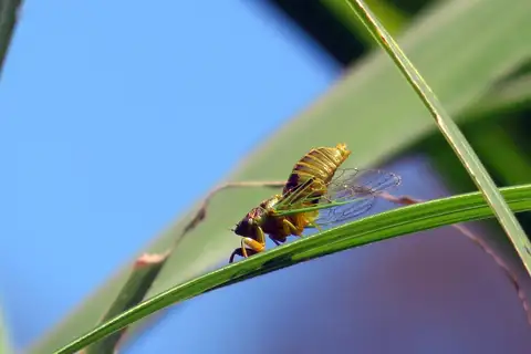 Grass Cicada