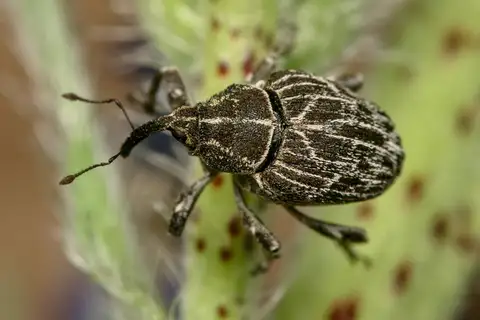 map weevil