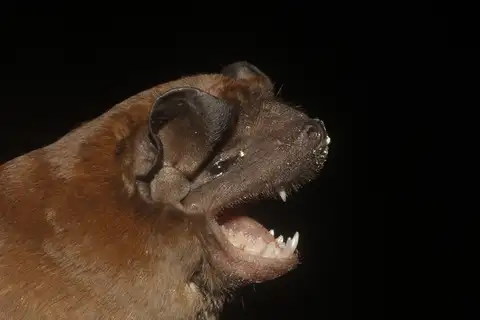 Alvarez's Mastiff Bat