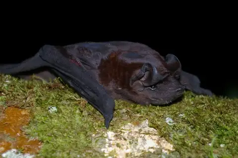 Thomas's Mastiff Bat