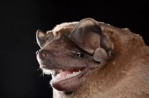 Velvety Free-tailed Bat