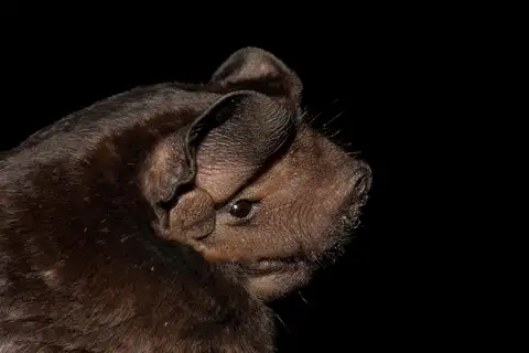 Black mastiff bat