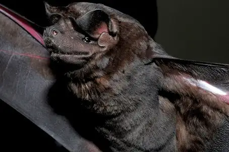 Black Mastiff Bat