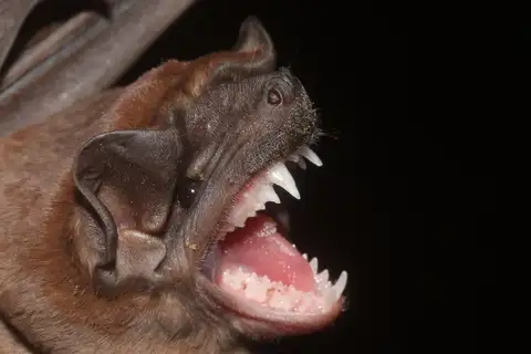 Sinaloan Mastiff Bat