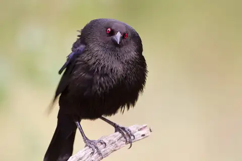 Bronzed Cowbird