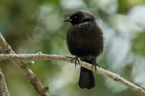 Bronze-brown Cowbird