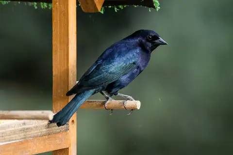 Shiny Cowbird