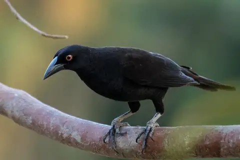 Giant Cowbird